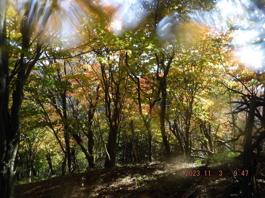 231103岳ノ台山頂周辺