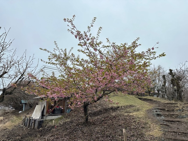 4月6日陣馬山山頂サクラ