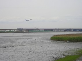 干潟1