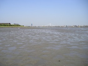 干潟2