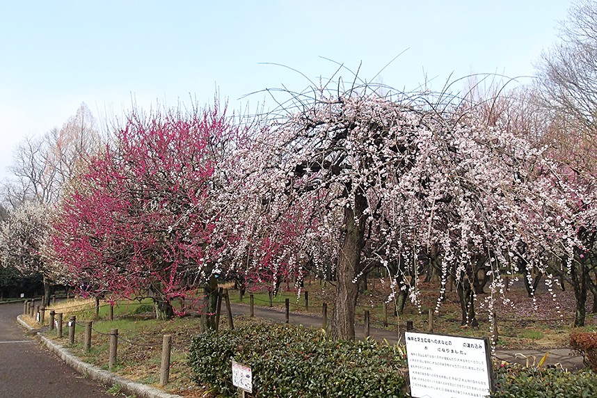 相模原北公園の梅園