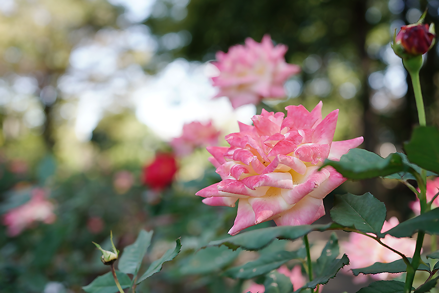 相模原北公園の春咲きのバラ