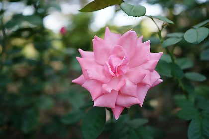 相模原北公園の春咲きのバラ3