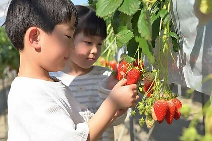 いちご狩り(厚木)
