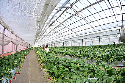 いちご園の中の風景