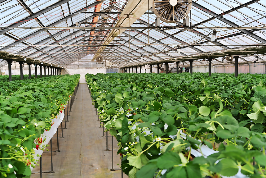 いちご園中の様子