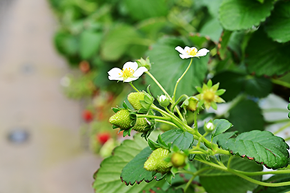 イチゴの花