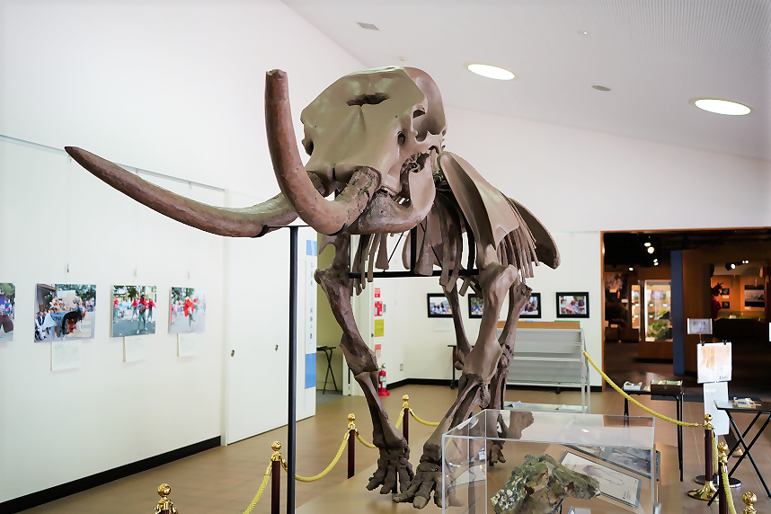 発掘された化石展示の写真