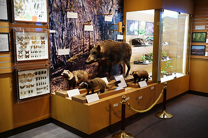 地域に生息する生物のはくせい展示