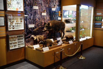 地域に生息する生物のはくせい展示