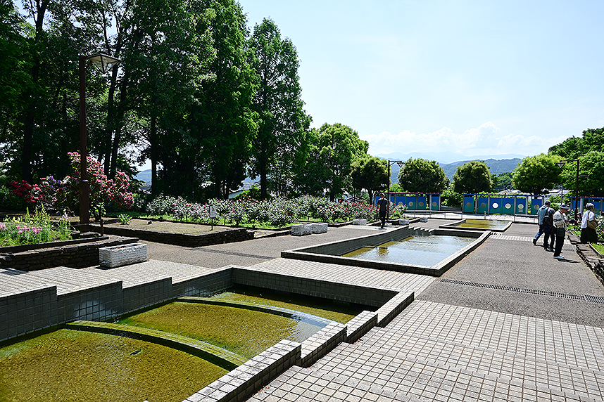 相模原北公園のバラ