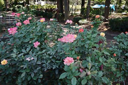相模原北公園の秋のバラ3
