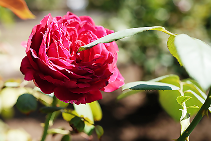 相模原北公園の春咲きのバラ4