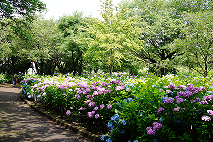 紫陽花の花-別角度から