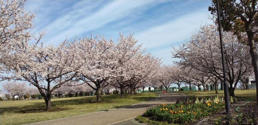 桜の写真