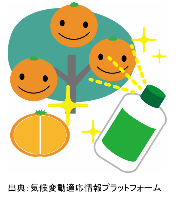 みかんの浮皮対策