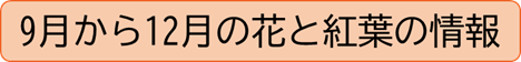 9月から12月の花と紅葉の情報