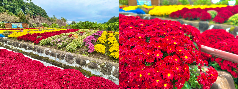 大雄町花咲く里山ざる菊