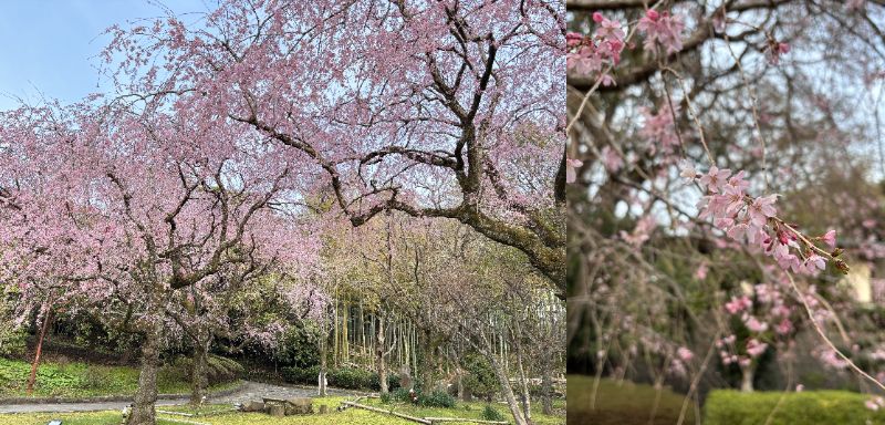 荒井城址公園のしだれ桜