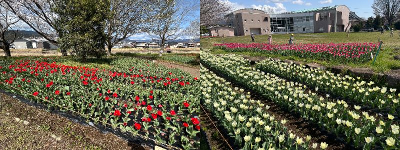 中部公民館チューリップ