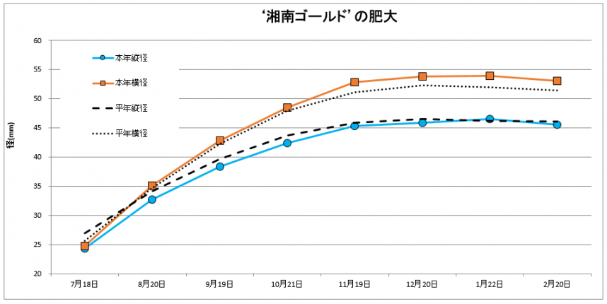 湘南ゴールド肥大