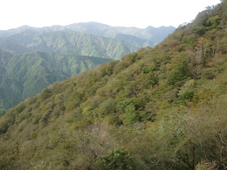 10月20日大山イタツミ尾根標高約1200メートル色づき始め