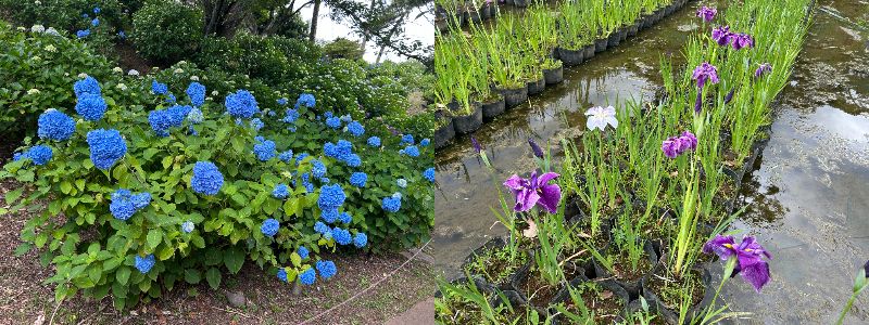 あじさい花菖蒲まつり