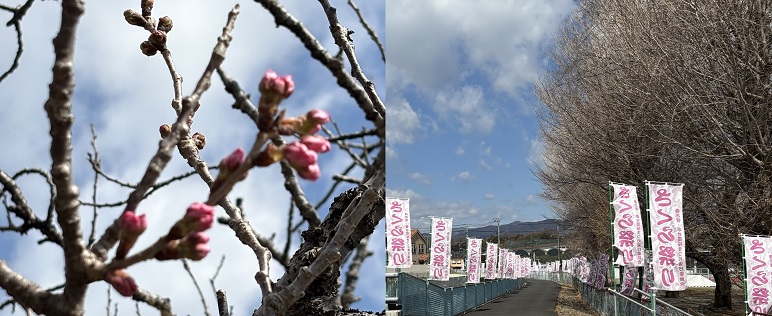 春木径・幸せ道の春めき桜の写真
