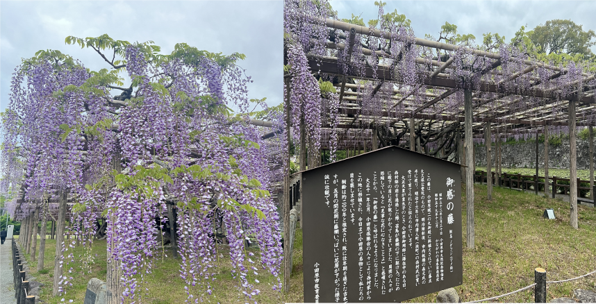 小田原城址公園御感の藤の写真