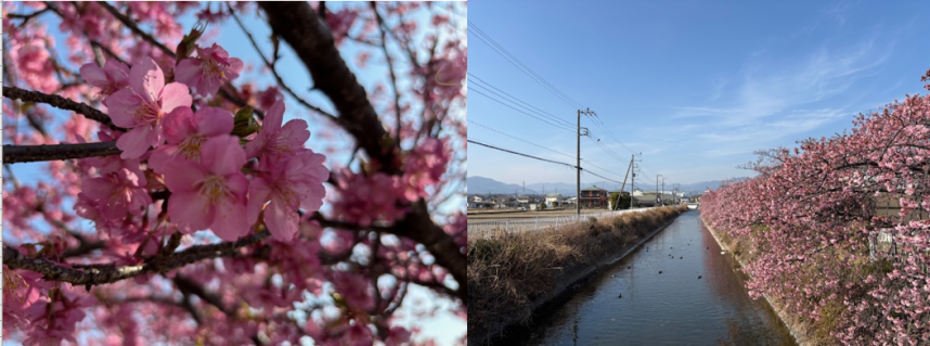 洞川の河津桜の写真