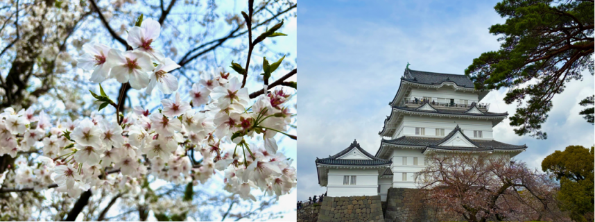 小田原城址公園のソメイヨシノの写真
