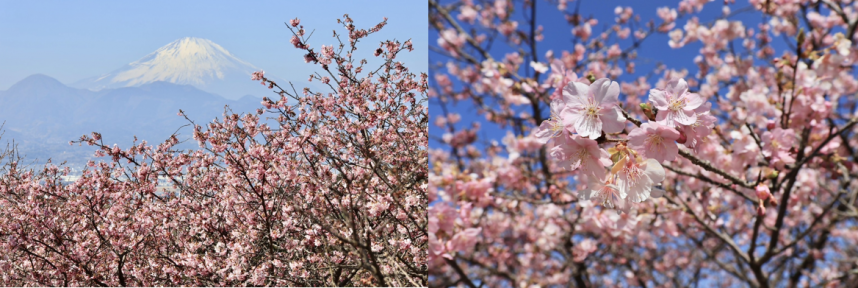 おおいゆめの里の早咲き桜の写真