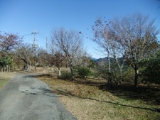 11月30日大野山山頂散り始め