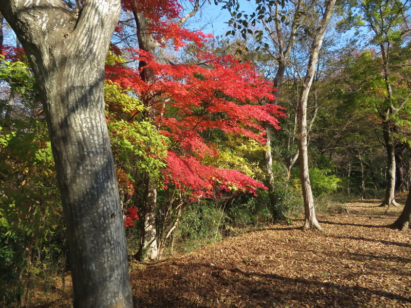 1204koboyama