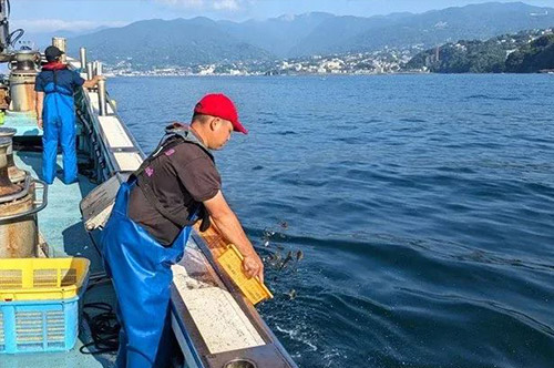 稚魚放流の写真