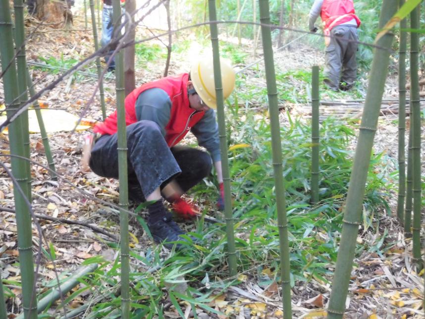 竹林整備