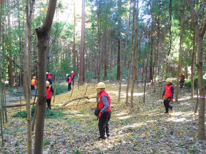 整備後の林内の様子