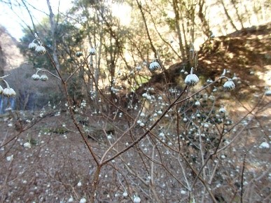 西沢のミツマタ