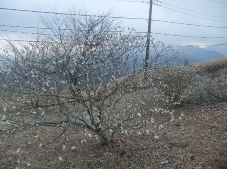 大野山のミツマタ