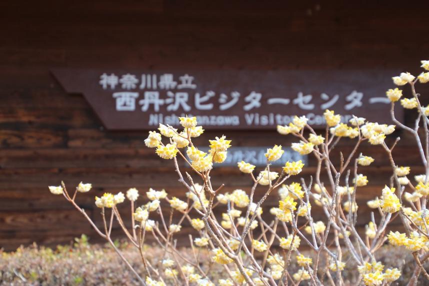 3月23日西丹沢ビジターセンターそろそろ見ごろ