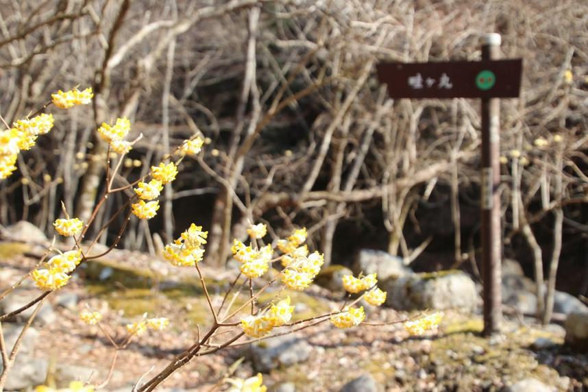 3月23日西沢そろそろ見ごろ