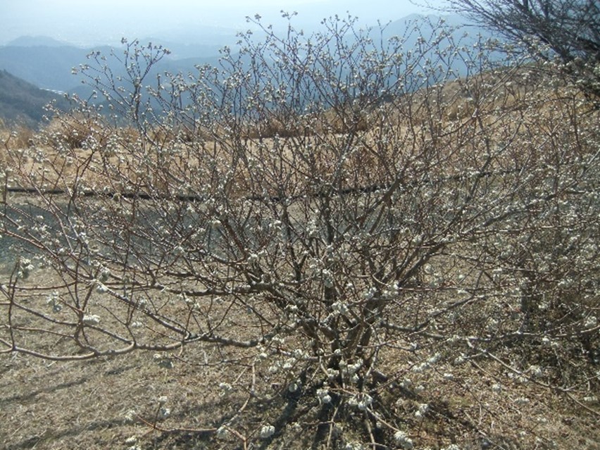 3月1日大野山山頂ミツマタ全体