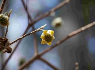 2月27日丹沢湖標高750メートルミツマタ