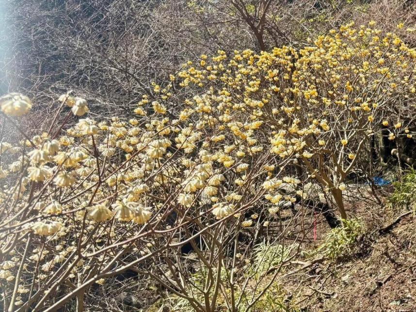 3月20日大山蓑毛周辺