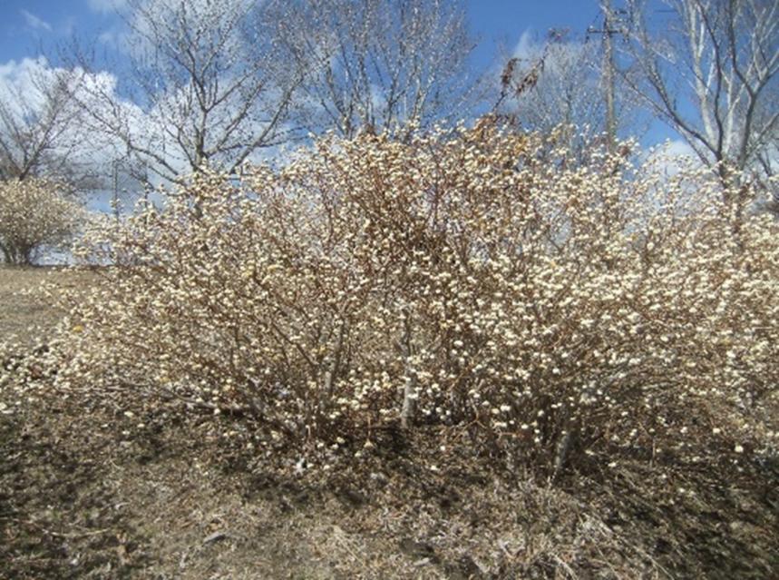 3月20日大野山山頂1