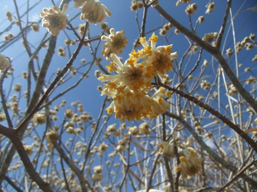 3月20日大野山山頂2