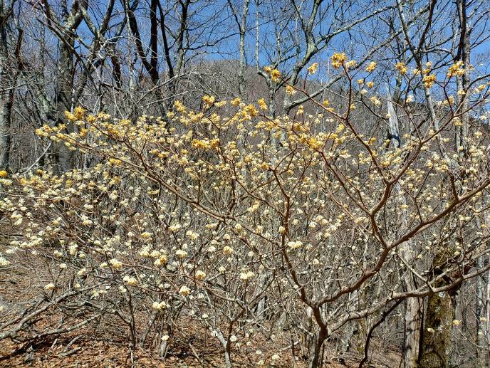 3月21日権現山山頂