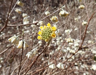 3月23日畦ヶ丸一軒屋避難小屋