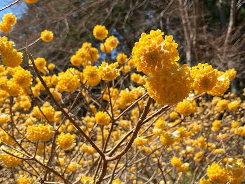 3月23日不動尻見ごろ