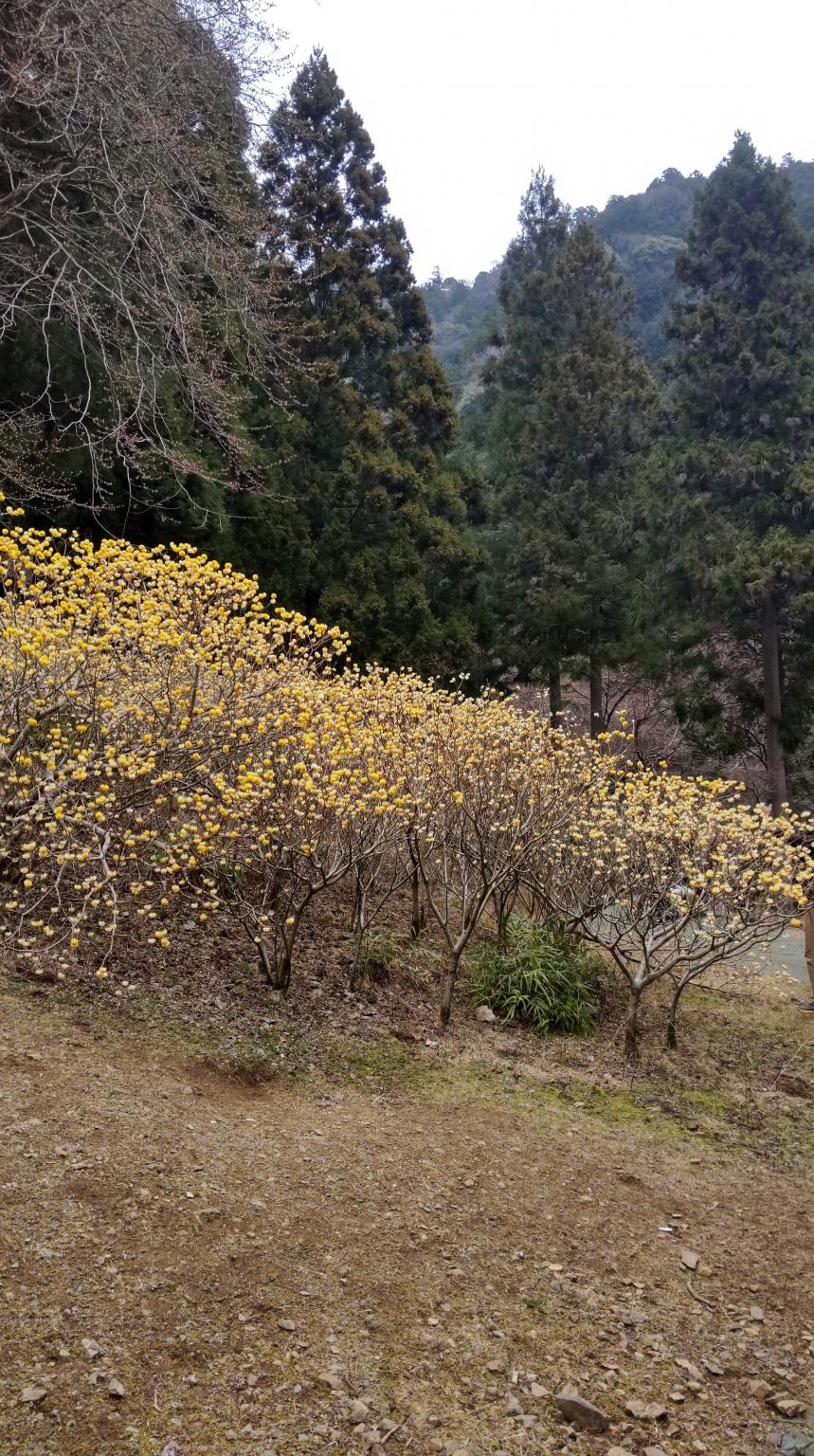 3月24日不動尻見ごろ